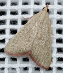 Hypsopygia albidalis