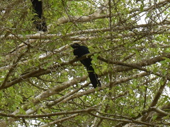 Crotophaga major