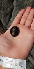 Chiton granosus