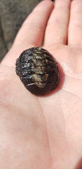 Chiton granosus