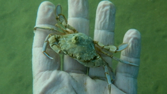 Liocarcinus