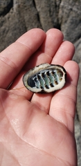 Chiton granosus