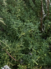 Frankenia salina