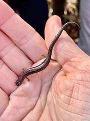 Plethodon serratus
