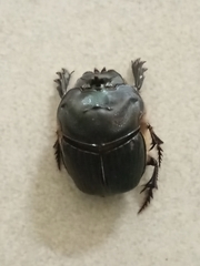 Coprophanaeus cyanescens