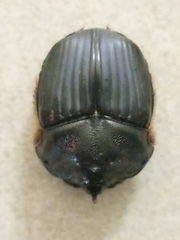 Coprophanaeus cyanescens