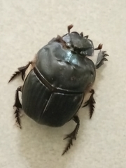 Coprophanaeus cyanescens