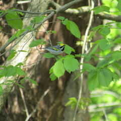 Vermivora chrysoptera