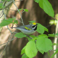 Vermivora chrysoptera