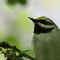 Vermivora chrysoptera