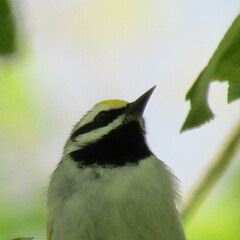 Vermivora chrysoptera