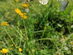 Parnassius eversmanni