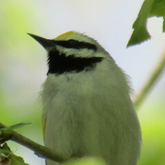 Vermivora chrysoptera