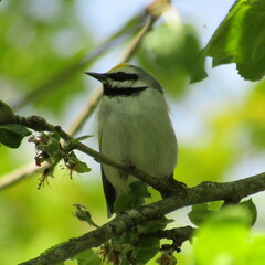 Vermivora chrysoptera