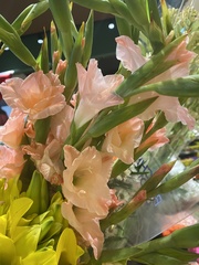 Diplacus grandiflorus