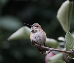 Selasphorus sasin