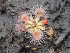 Drosera pulchella
