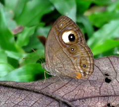 Mycalesis junonia
