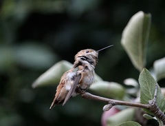 Selasphorus sasin
