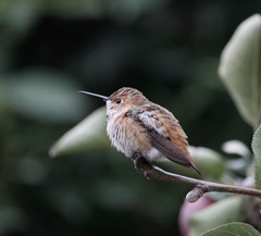 Selasphorus sasin