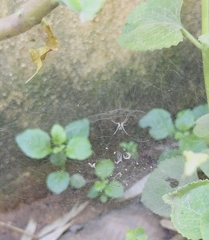 Cyrtophora cicatrosa