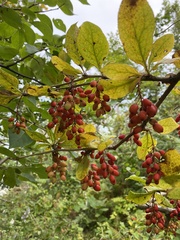 Berberis amurensis
