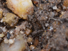 Pseudopaludicola pusilla