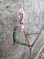 Persicaria minor
