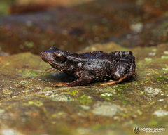 Paratelmatobius segallai