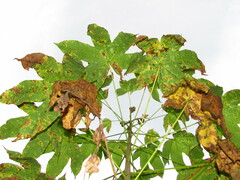 Cochlospermum vitifolium