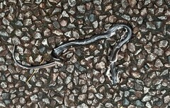 Cryptophis nigrescens