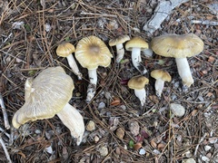 Tricholoma arvernense