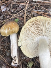 Tricholoma arvernense