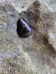 Monetaria caputophidii