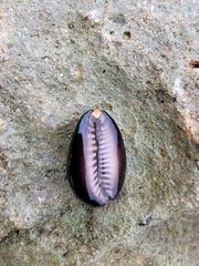 Monetaria caputophidii