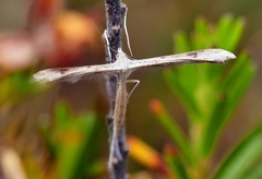 Stenoptilia zophodactylus