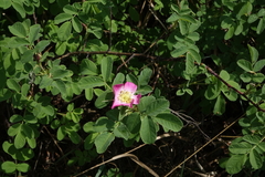 Rosa majalis