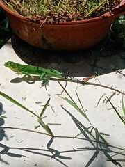 Iguanidae