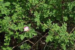 Rosa majalis
