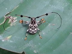 Anisocerus stellatus