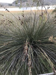 Juncus acutus leopoldii