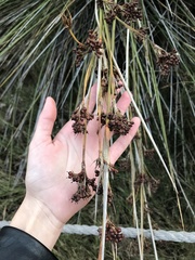 Juncus acutus leopoldii