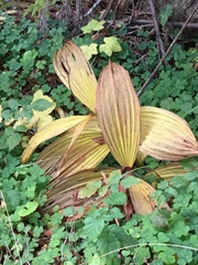 Veratrum fimbriatum