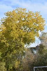 Populus fremontii