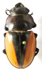 Odontolabis cuvera cuvera