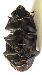 Odontolabis cuvera cuvera