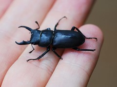 Dorcus rectus rectus