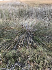 Juncus acutus leopoldii