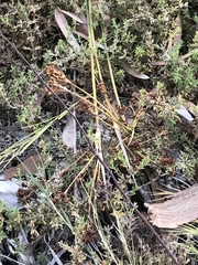 Juncus acutus leopoldii