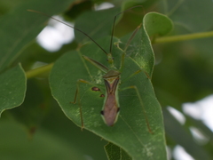 Zelus couturieri